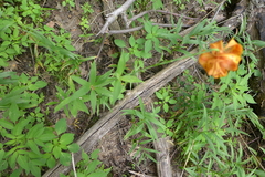 Lilium michiganense