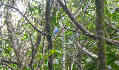 Cyanocorax melanocyaneus