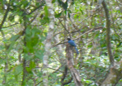 Cyanocorax melanocyaneus