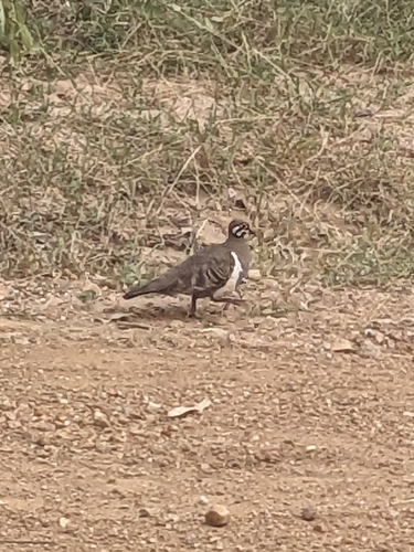 Squatter Pigeon (Geophaps scripta), photo 6