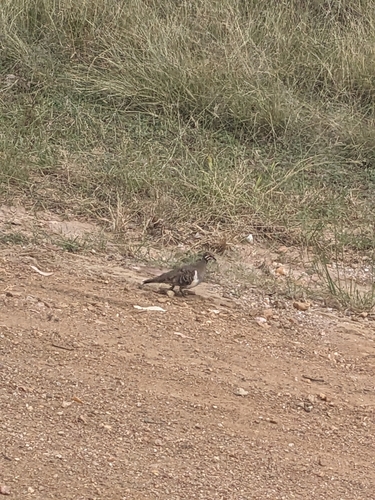 Squatter Pigeon (Geophaps scripta), photo 7