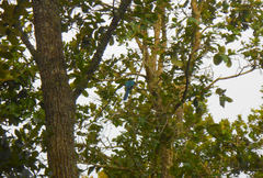 Cyanocorax melanocyaneus