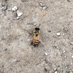 Apis mellifera