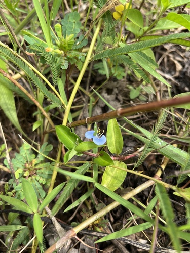 Scrambling Dayflower