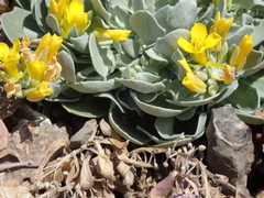 Physaria didymocarpa