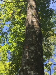Liquidambar styraciflua