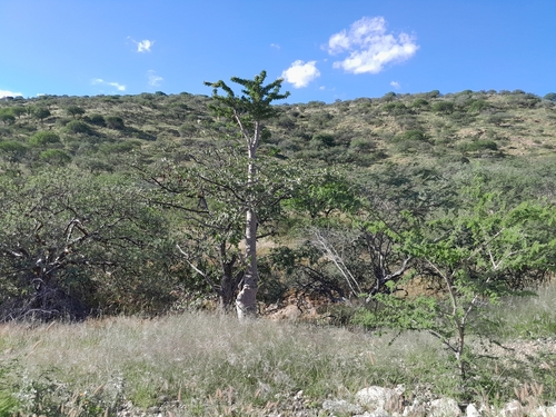Pachypodium lealii