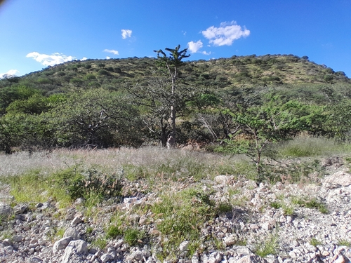 Pachypodium lealii