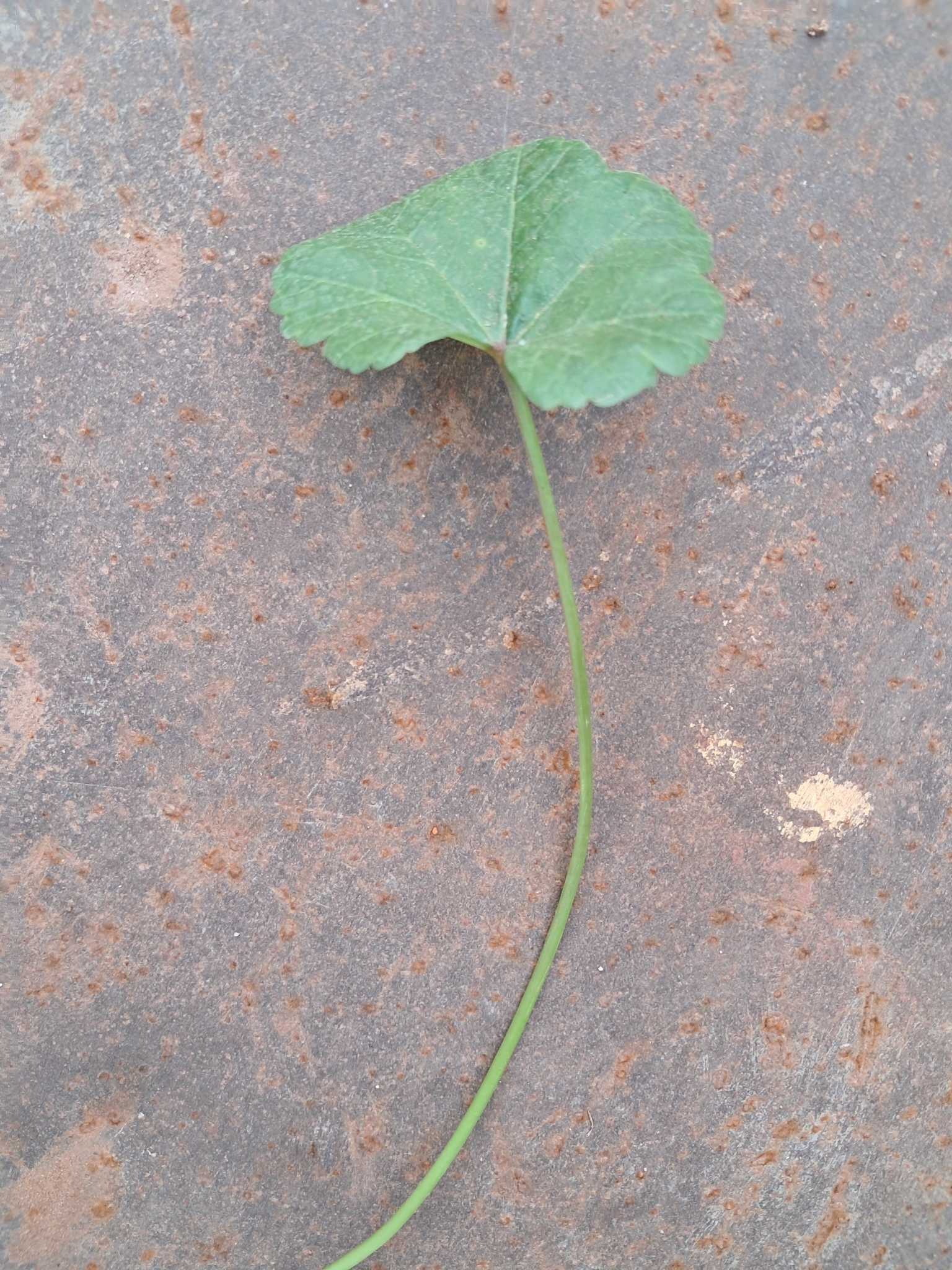 Imagem de Malva-branca