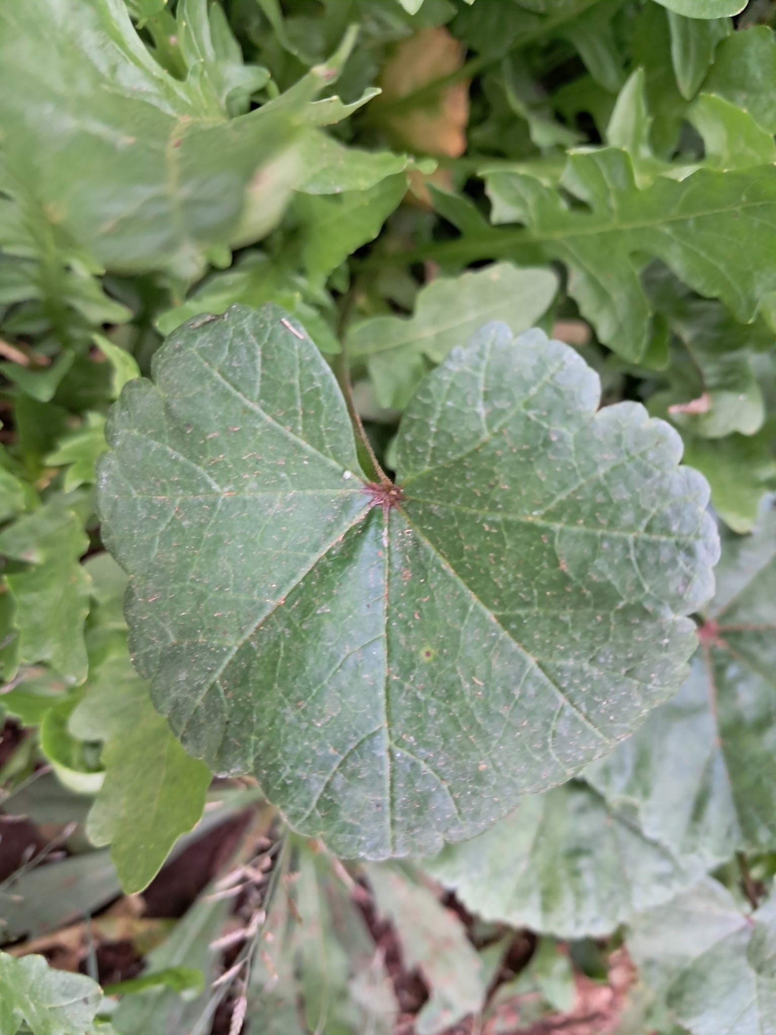 Imagem de Malva-branca