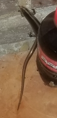 Diploglossidae