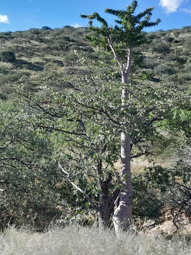 Pachypodium lealii