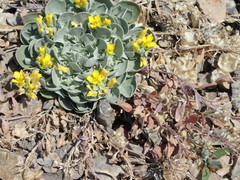 Physaria didymocarpa