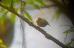 Empidonax flavescens