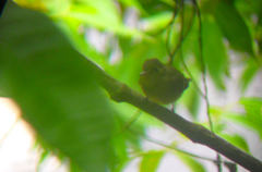 Empidonax flavescens
