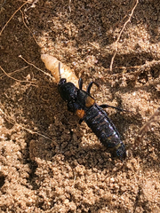 Platydracus fossator