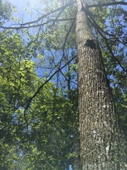 Liquidambar styraciflua