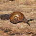 Chameleon Semi-Slug - Photo (c) Reiner Richter, some rights reserved (CC BY-NC-SA), uploaded by Reiner Richter