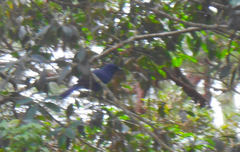 Aphelocoma unicolor