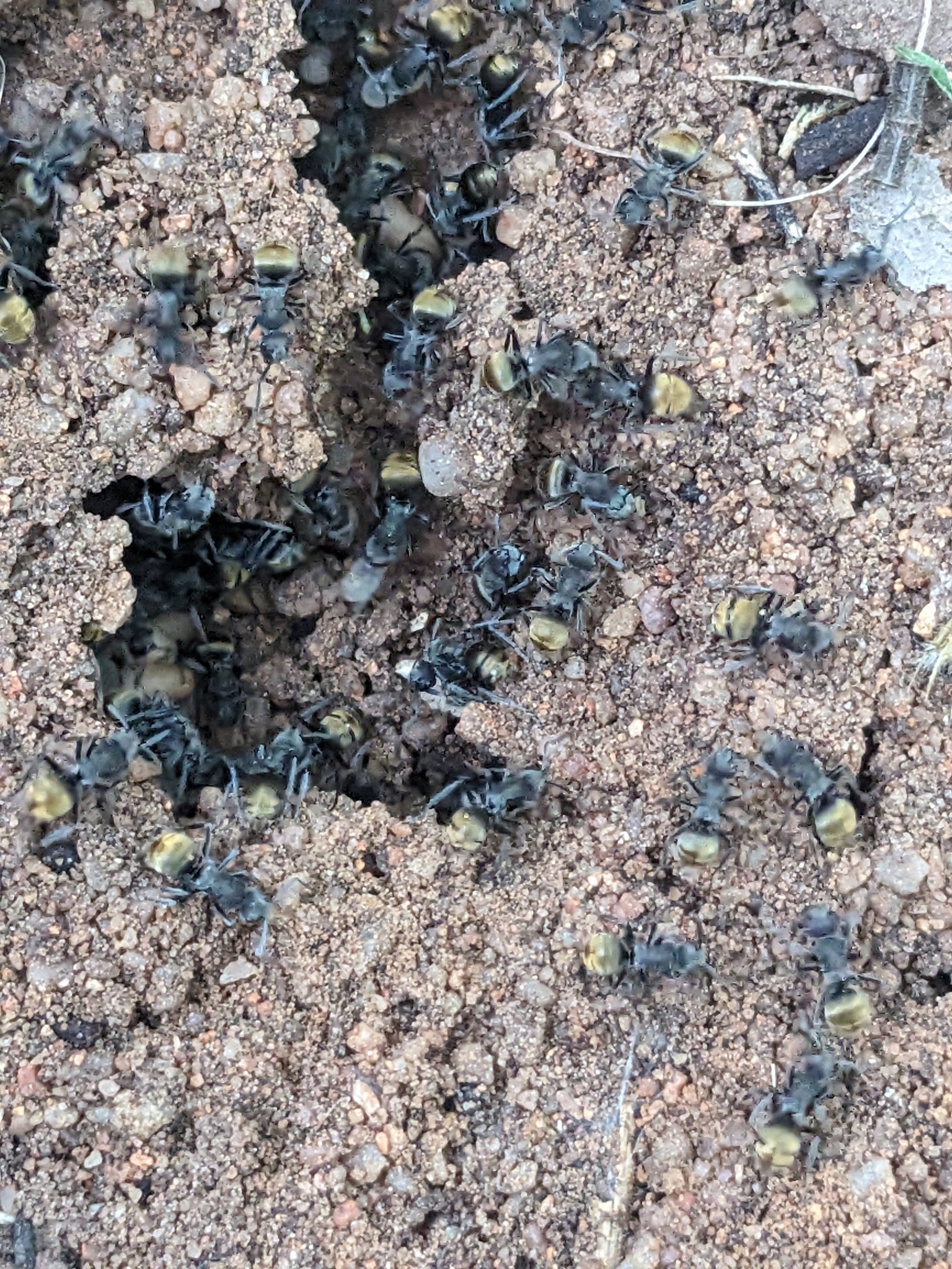 Polyrhachis obtusa