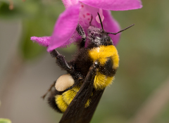 Bombus sonorus