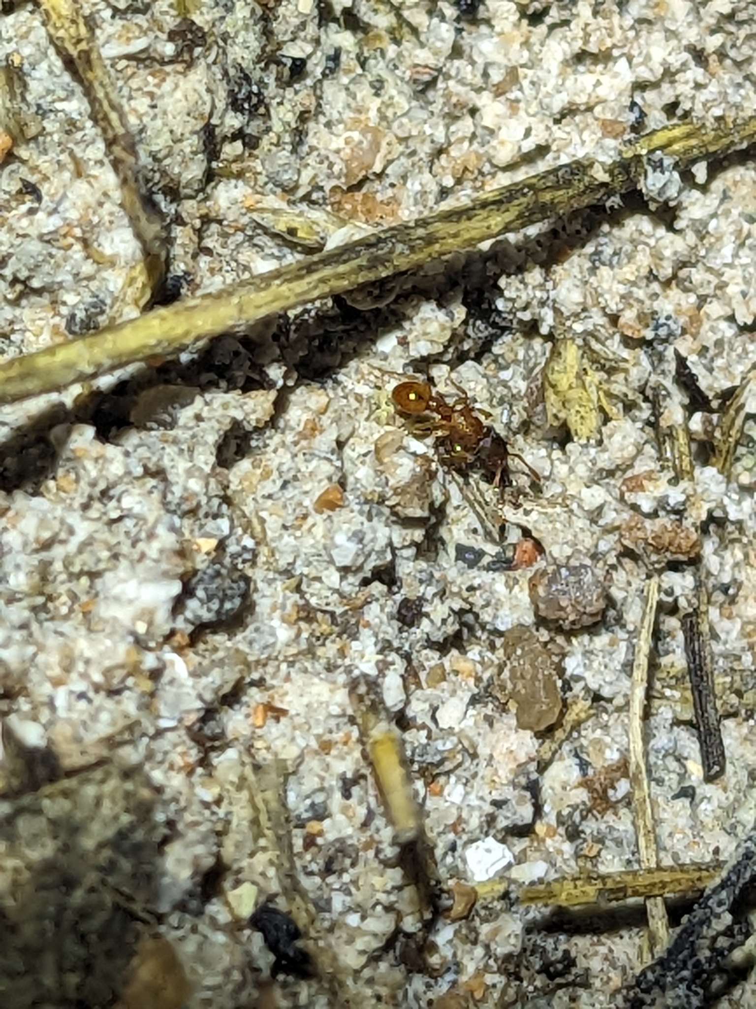 Tetramorium thalidum