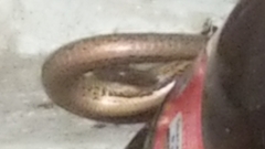 Diploglossidae