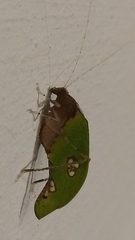 Pycnopalpa bicordata