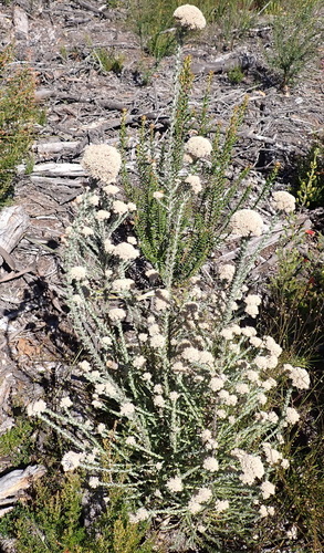 Image of Stink Blombush (Metalasia pungens) by (c) Nicola van Berkel, some rights reserved (CC BY-SA)