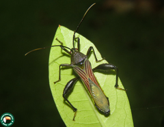 Grammopoecilus angustatus