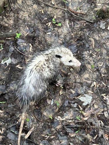 Opossum