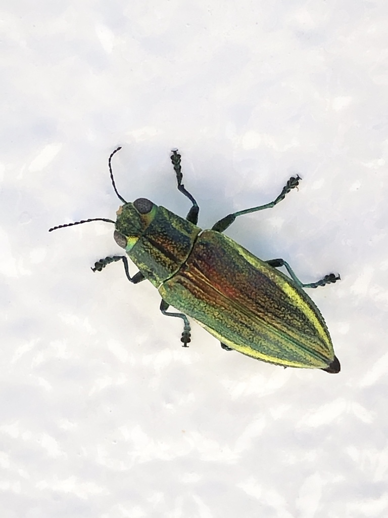 Chrysodema lewisii