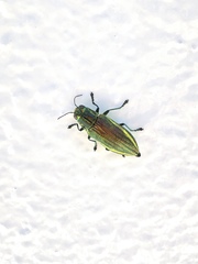 Chrysodema lewisii
