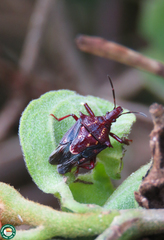 Heteroscelis servillei