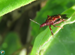 Heteroscelis servillei