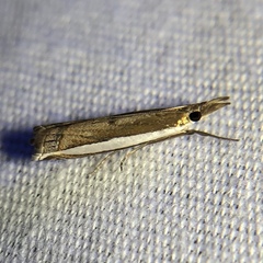 Crambus quinquareatus
