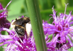 Svastra obliqua obliqua