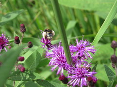 Svastra obliqua obliqua