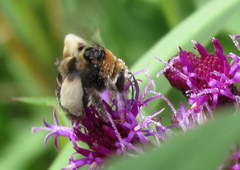 Svastra obliqua obliqua