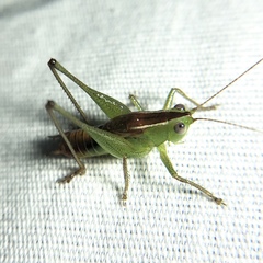 Odontoxiphidium apterum