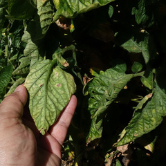 Alternaria solani