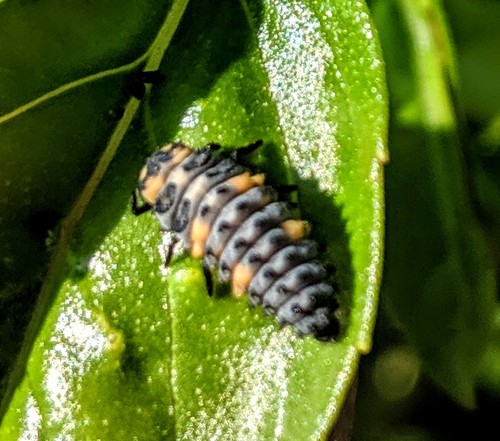 Seven-spotted Lady Beetle photographed in North Dakota
