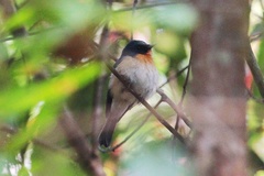 Cyornis sumatrensis