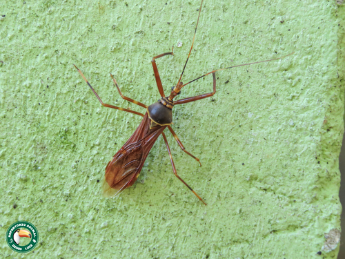 Isocondylus elongatus