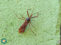 Isocondylus elongatus