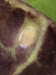 Bactericera antennata