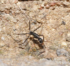 Leptomyrmex unicolor