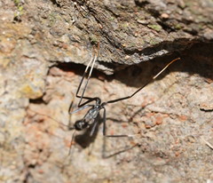 Leptomyrmex unicolor