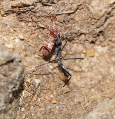 Leptomyrmex unicolor