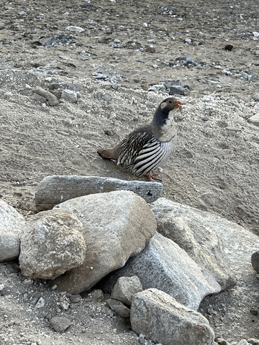 Tibetan Snowcock (Tetraogallus tibetanus)